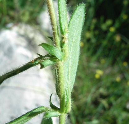 Helianthemum cfr. nummularium